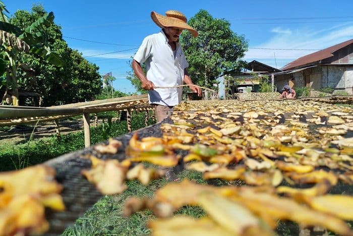 pengolahan_asam_potong_tradisional_di_deli_serdang