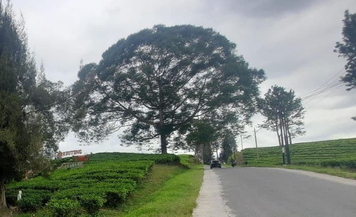 dinas_pertanian_simalungun_tegaskan_tak_pernah_terbitkan_izin_konversi_kebun_teh_ke_sawit