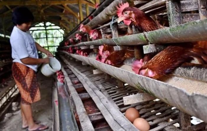 harga_ayam_dan_telur_masih_di_bawah_acuan_kementan_peternak_baru_mulai_pulih