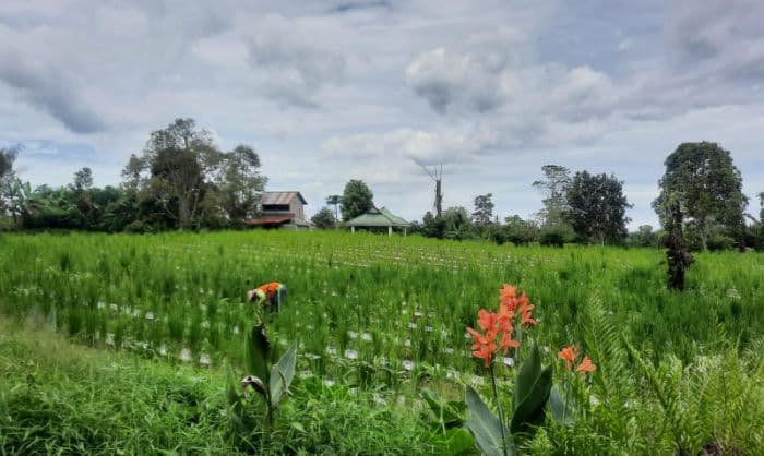 dinas_pertanian_simalungun_siapkan_strategi_hadapi_musim_hujan
