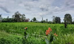 dinas_pertanian_simalungun_siapkan_strategi_hadapi_musim_hujan
