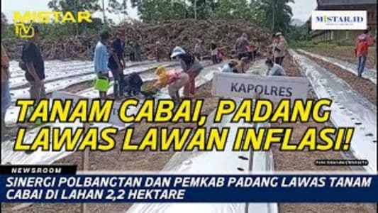 newsroom_sinergi_polbangtan_dan_pemkab_padang_lawas_tanam_cabai_di_lahan_22_hektare