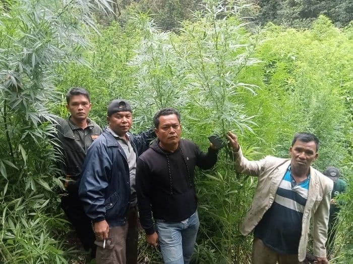 petani_ganja_di_merek_gagal_panen_ladangnya_dipanen_kodim_0205tanah_karo