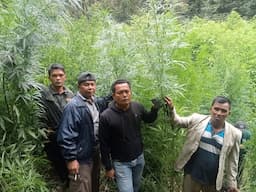 petani_ganja_di_merek_gagal_panen_ladangnya_dipanen_kodim_0205tanah_karo