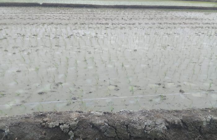 krisis_air_ancam_sawah_di_hutabayu_raja_petani_terancam_gagal_panen_