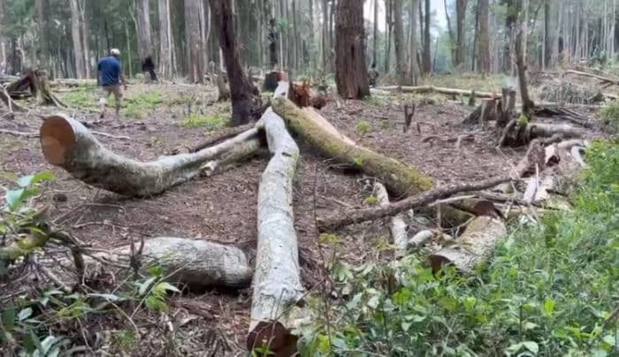 aph_diminta_tindak_tegas_pelaku_perusakan_hutan_penyangga_danau_toba_di_harangan_repa