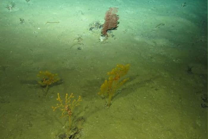 fenomena_sinkites_di_laut_utara_guncang_teori_geologi_dunia