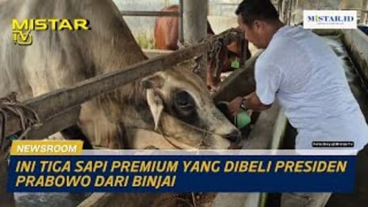 newsroom_ini_tiga_sapi_premium_yang_dibeli_presiden_prabowo_dari_binjai