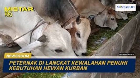 newsroom_peternak_di_langkat_kewalahan_penuhi_kebutuhan_hewan_kurban