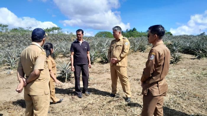 petani_keluhkan_nanas_di_sipahutar_taput_diserang_virus