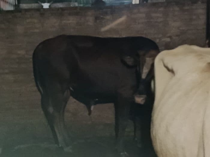 tujuh_ekor_sapi_ditembak_otk_di_sergai