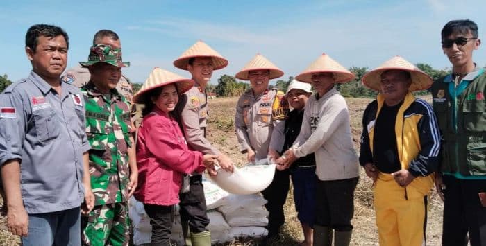 dukung_ketahanan_pangan_dairi_bumdes_simbara_targetkan_70_ton_jagung
