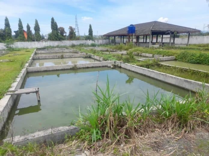 63000_bibit_ikan_konsumsi_sudah_didistribusikan_ke_pokdakan_simalungun
