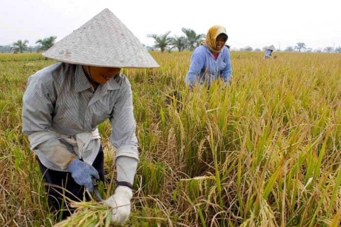 dokter_spesialis_paru_sebut_petani_rentan_alami_bronkitis_kronis