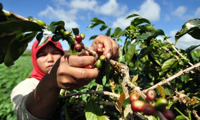 dorong_ekspor_umkm_ke_jerman_kopi_jadi_andalan_ri_di_pasar_eropa_