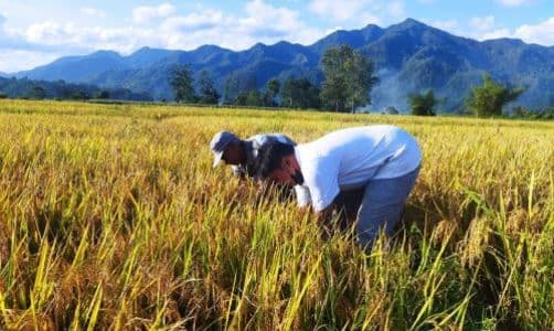 produksi_padi_dan_beras_di_toba_tidak_sesuai_dengan_level_inflasi