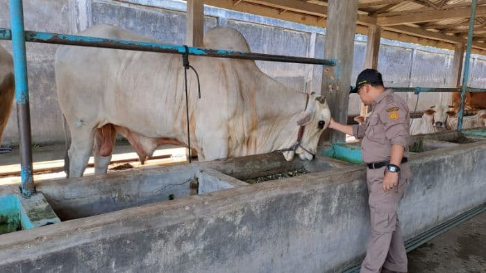 cegah_pmk_bvet_medan_salurkan_41500_vaksin_jelang_iduladha