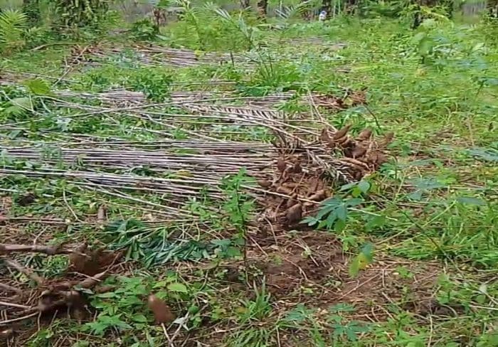 harga_singkong_anjlok_di_simalungun_petani_bosar_galugur_mengeluh
