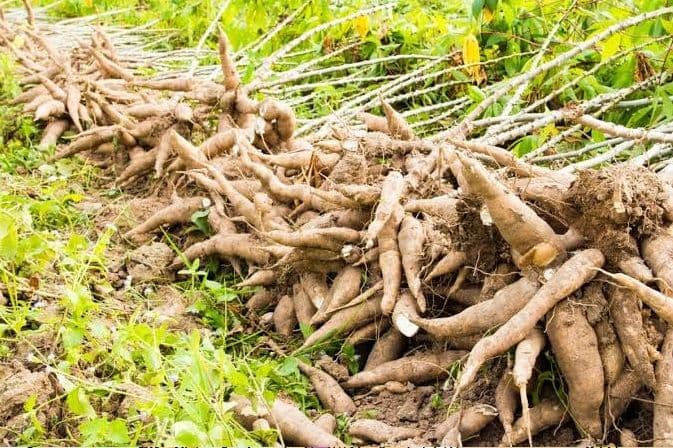 harga_ubi_kayu_petani_simalungun_di_bawah_ketetapan_kementan_masih_rp600_per_kg