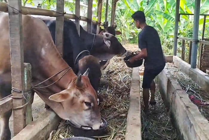 penjualan_hewan_kurban_di_medan_menurun