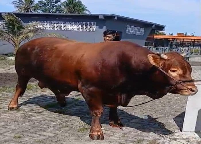 presiden_prabowo_serahkan_sapi_limosin_916_kg_untuk_kurban_di_pematangsiantar