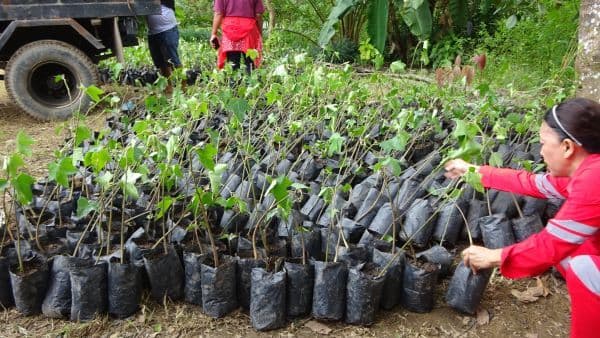 pt_dpm_serahkan_10_ribu_bibit_kemiri_dukung_gerakan_tanam_sejuta_pohon_di_dairi