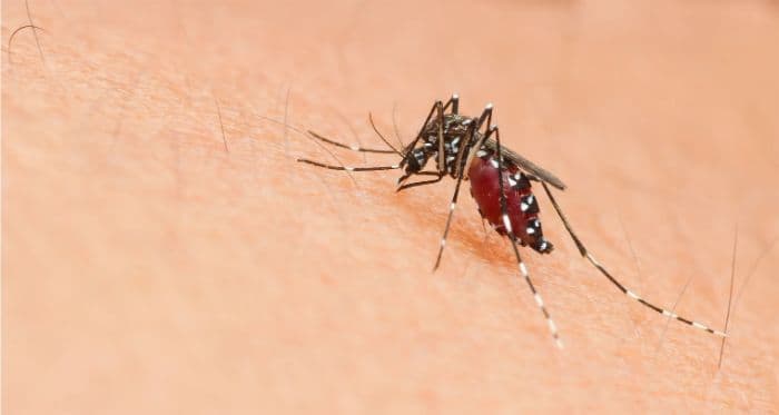 china_dilanda_wabah_chikungunya_lebih_dari_4000_kasus_terkonfirmasi
