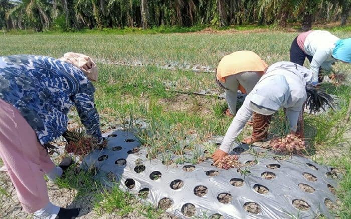 kelompok_tani_berkah_tani_panen_bawang_merah_15_ton_di_deli_serdang