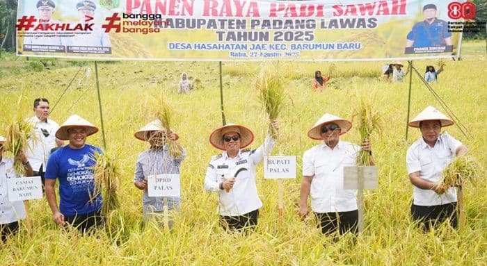 panen_raya_padi_di_padang_lawas_simbol_ketahanan_pangan_dan_dukungan_pemkab