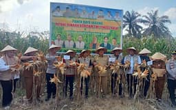 kolaborasi_pemkab_asahantani_merdeka_sukses_panen_raya_jagung_di_tinggi_raja_