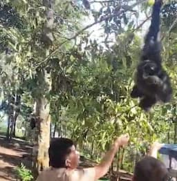 siamang_nongkrong_ngopi_bersama_pejabat_tapsel