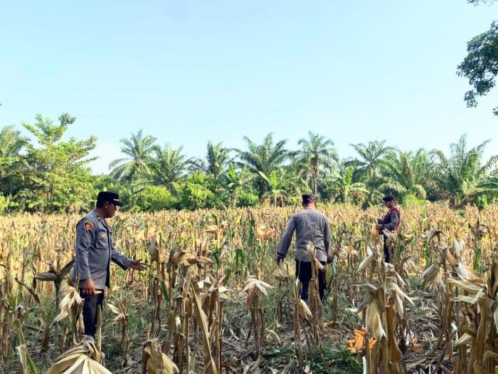 hasil_panen_jagung_di_desa_siparepare_batu_bara_kurang_maksimal_karena_kemarau