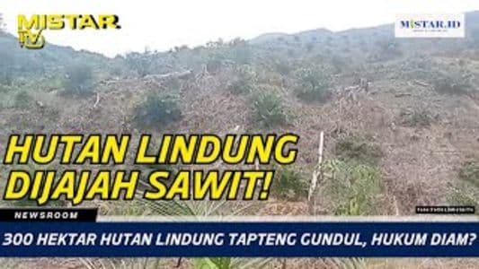 newsroom_300_hektar_hutan_lindung_tapteng_gundul_hukum_diam