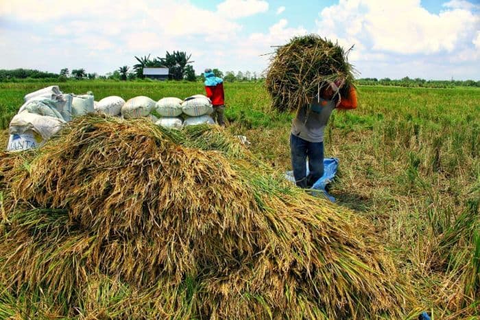 harga_beras_naik_petani_toba_justru_untung