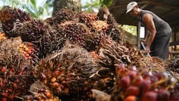 pengusaha_kelapa_sawit_wantiwanti_dampak_negatif_wacana_dmo_dari_esdm_