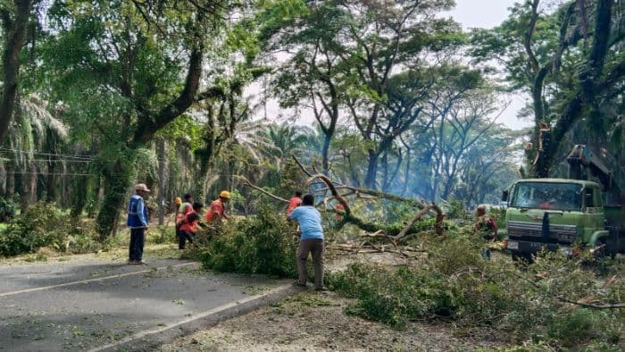 pohon_di_jalinsum_pabatu_dipangkas_warga_bebas_ambil_kayu