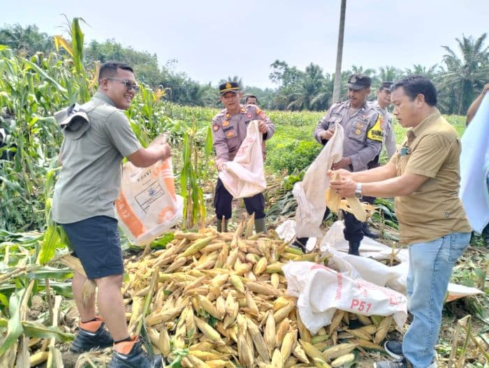 tempo_panen_100_hari_polsek_dolok_masihul_sumbang_15_ton_jagung_