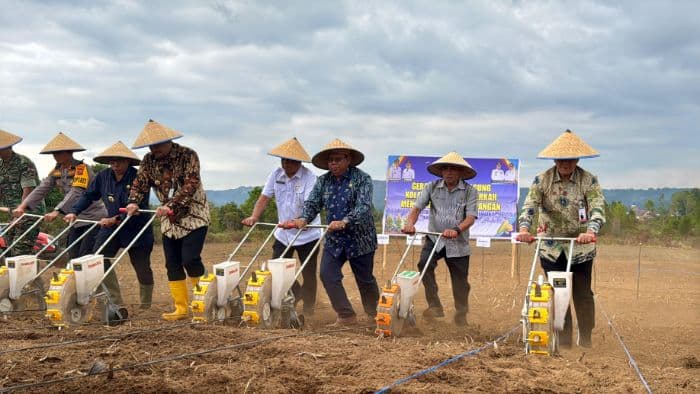 swasembada_pangan_bank_sumut_bantu_petani_jagung_di_tapanuli_utara