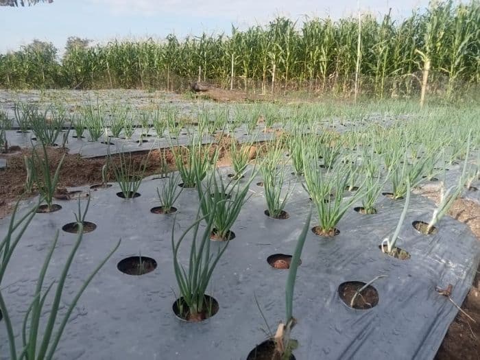 petani_toba_mulai_lirik_bawang_merah_sebagai_sumber_ekonomi_baru
