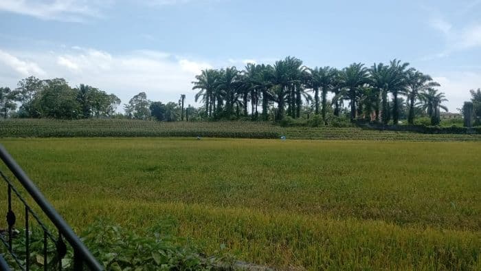 tanaman_padi_di_tigabolon_sidamanik_rusak_diserang_hama_tikus