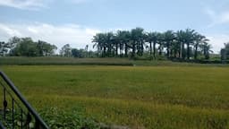 tanaman_padi_di_tigabolon_sidamanik_rusak_diserang_hama_tikus