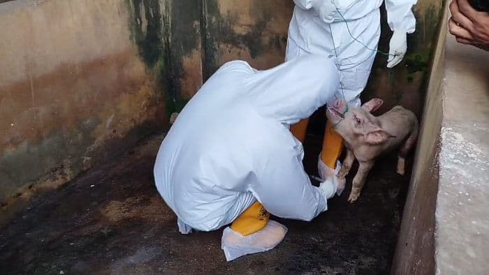 ratusan_ekor_babi_mati_akibat_virus_asf_di_deli_serdang