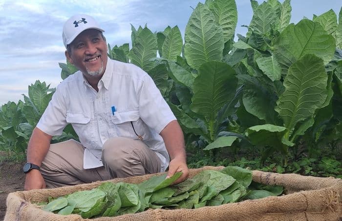 panen_perdana_ptpn_i_regional_1_optimis_tembakau_deli_kembali_bangkit