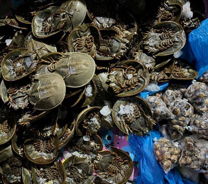 1500_belangkas_gagal_diselundupkan_ke_malaysia_lewat_teluk_nibung