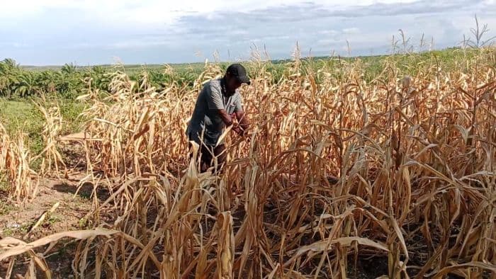 akibat_kemarau_panjang_tanaman_jagung_seluas_dua_hektare_nyaris_gagal_panen