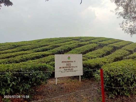 ketika_kebun_teh_sidamanik_diganti_sawit_3habis_bukan_konversi_tapi_optimalisasi