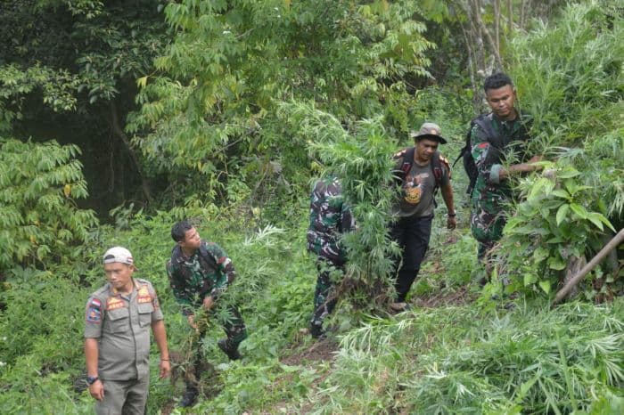 kodim_0212tapsel_musnahkan_3_hektare_ladang_ganja_di_perbukitan_tor_sihite