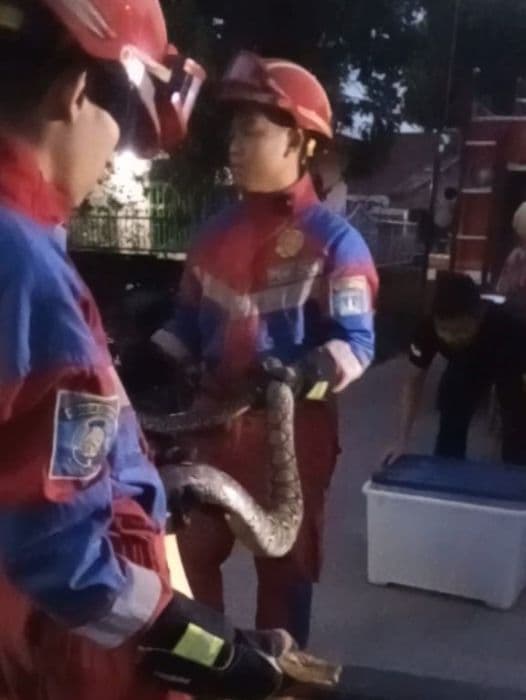 ular_piton_hebohkan_warga_damkar_tebing_tinggi_evakuasi