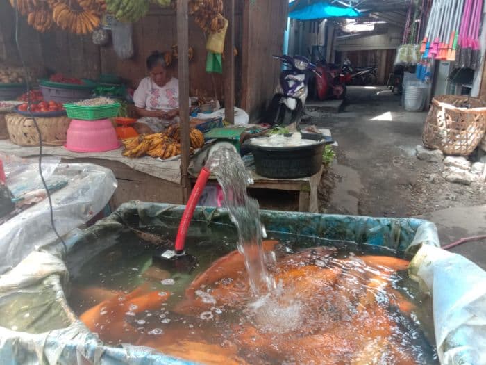 harga_ikan_laut_mahal_di_toba_irt_beralih_ke_ikan_mujair