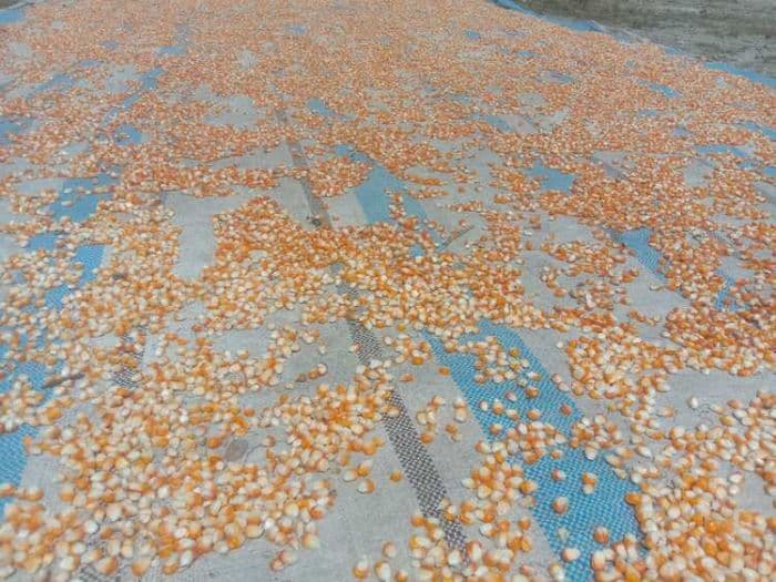 harga_jagung_pipil_di_toba_capai_rp5700_petani_senang_dan_berharap_stabil